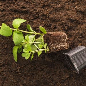 Biofertilizers PT code : 2025MBF01* | 2025