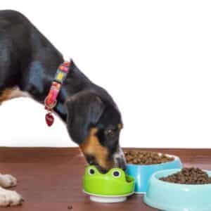 Pet Foods PT Round Code 2026MF42R1 | 2026