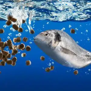 Fish Feed/Meal I PT no 2025MF43R1 I 2025