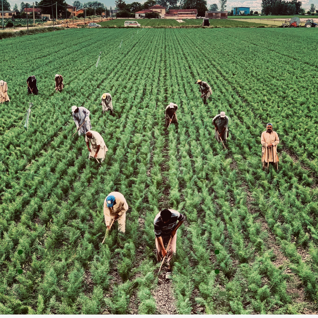 Biofertilizers proficiency testing